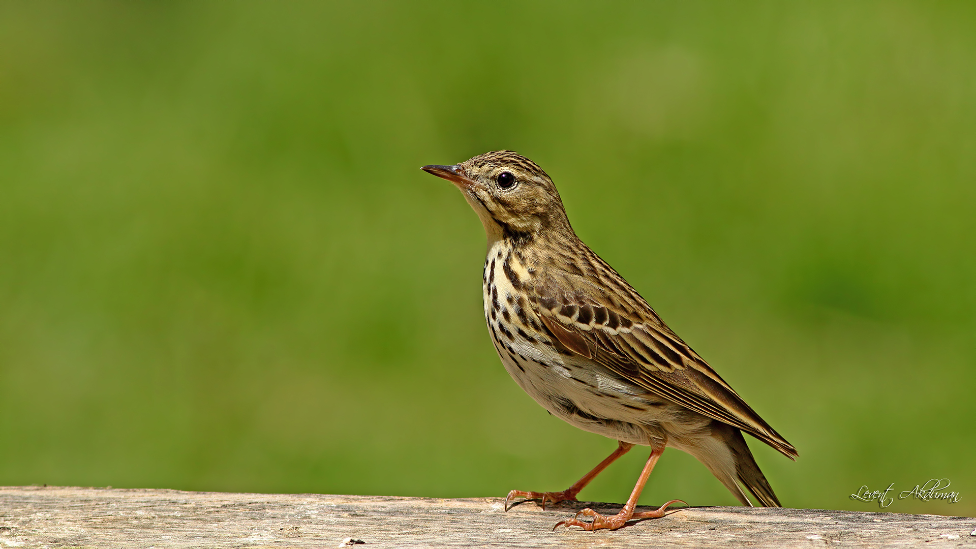 Tree Pipit